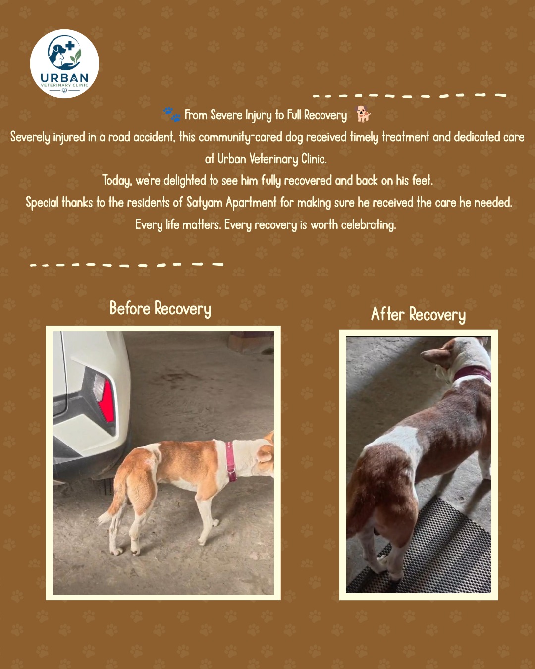 Community-cared dog