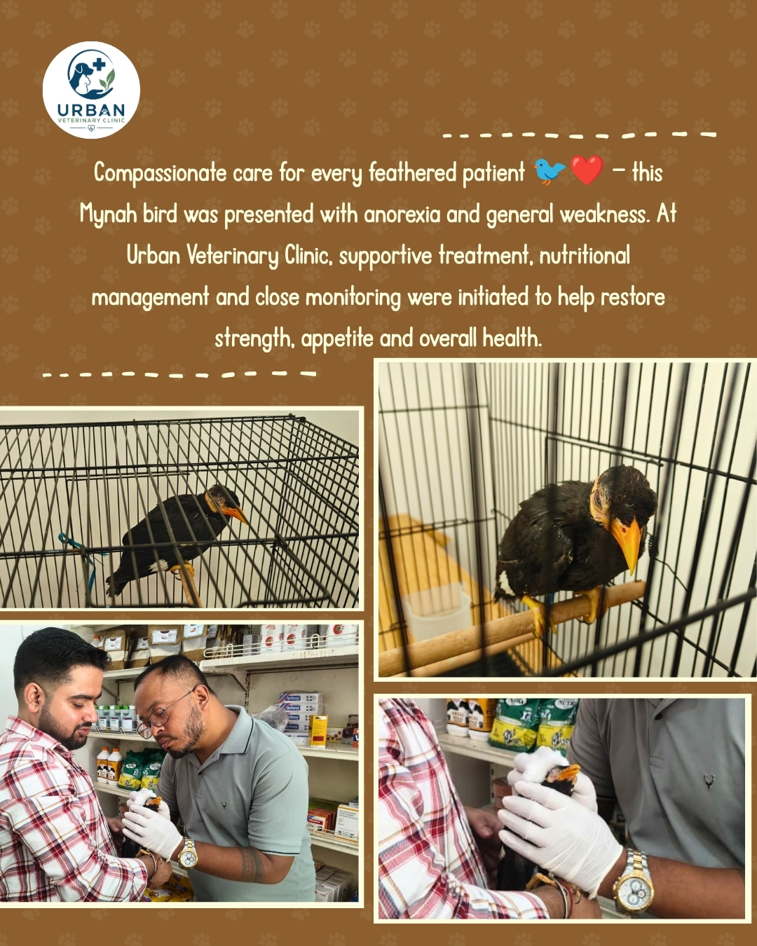 Mynah