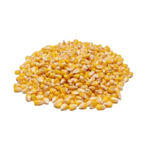 Maize